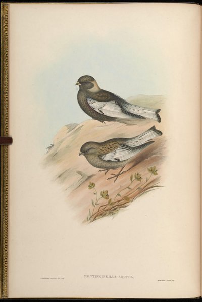 Montifringilla arctoa = Passer arctous = Leucosticte arctoa von John Gould